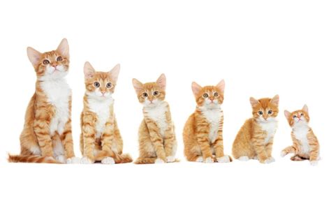 Baby Kitten Alter, Bio, Größe, Bilder und mehr .